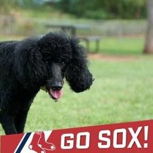 Meet your Posher, Betty